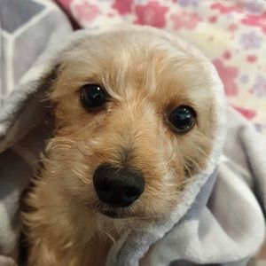 Meet your Posher, Elenna